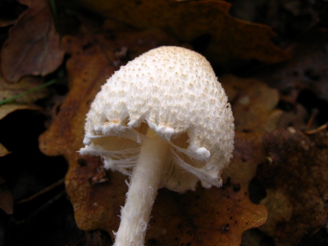 Escursione in querceto, finalmente i funghi!!!